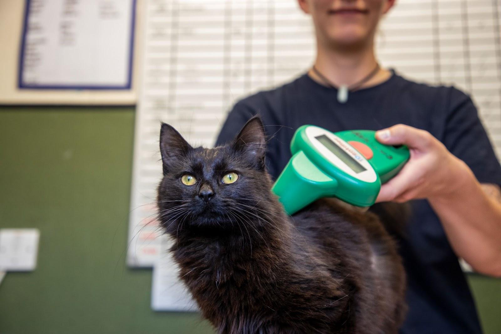 Cat Microchipping Deadline Approaching in the UK: Ensure Your Feline ...