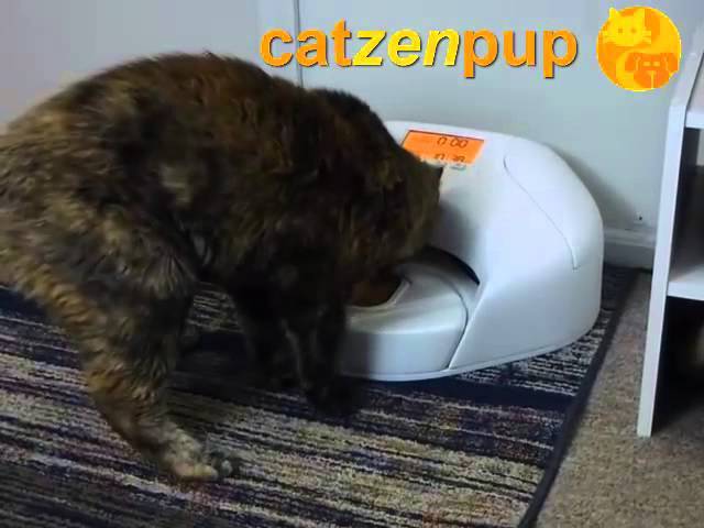 Mews: Catzenpup Automatic wet food feeder for cats and dogs - Katzenworld