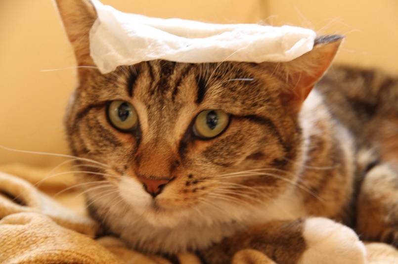 Hot weather and animals keeping your pets happy and healthy this