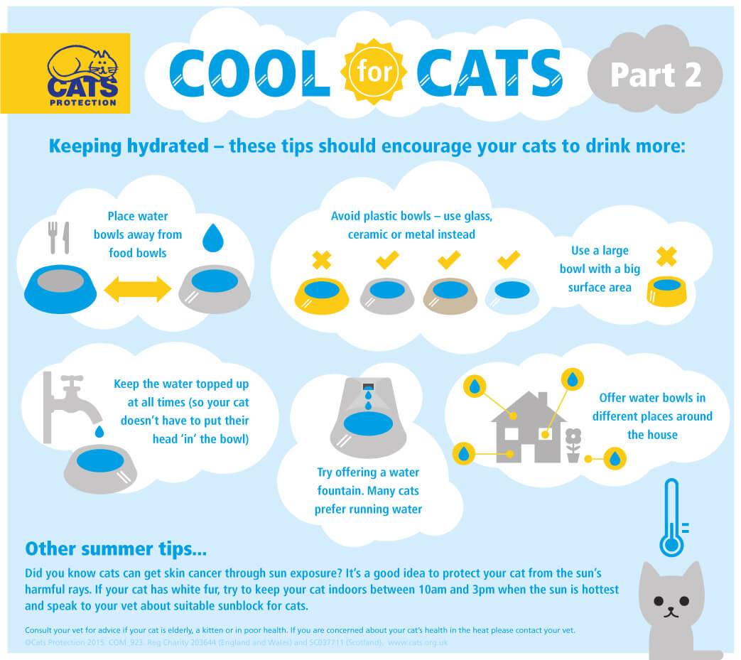 Keeping Cats Cool This Summer! Part 2 - Katzenworld