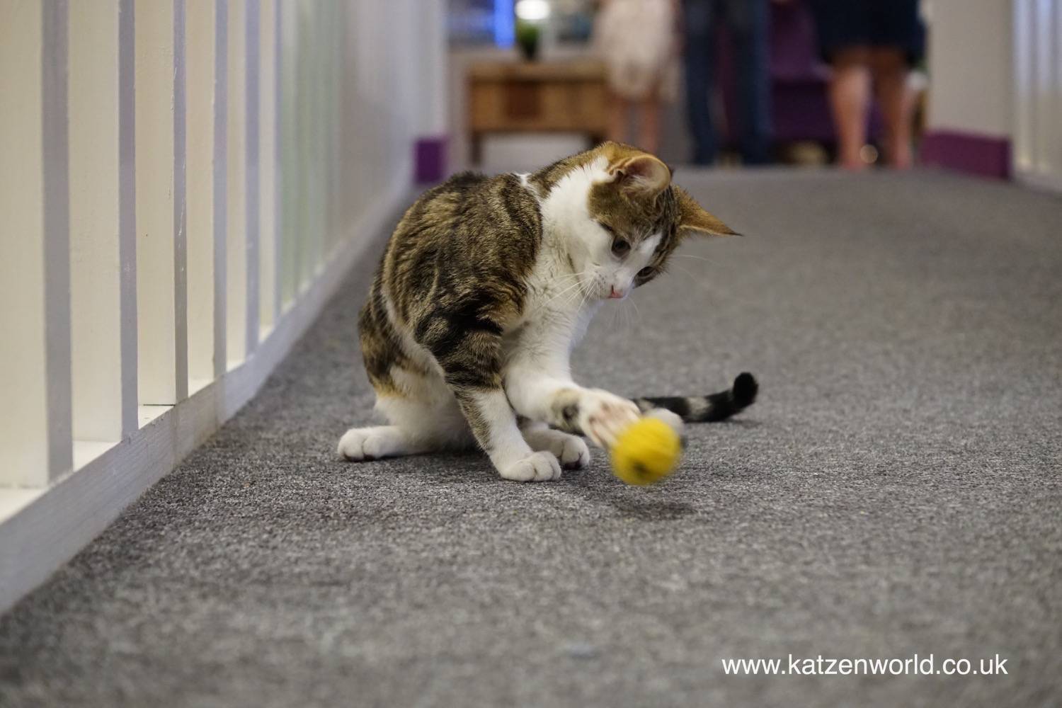 Our visit to Kitty Caf  Nottingham  Adoptable kittens 