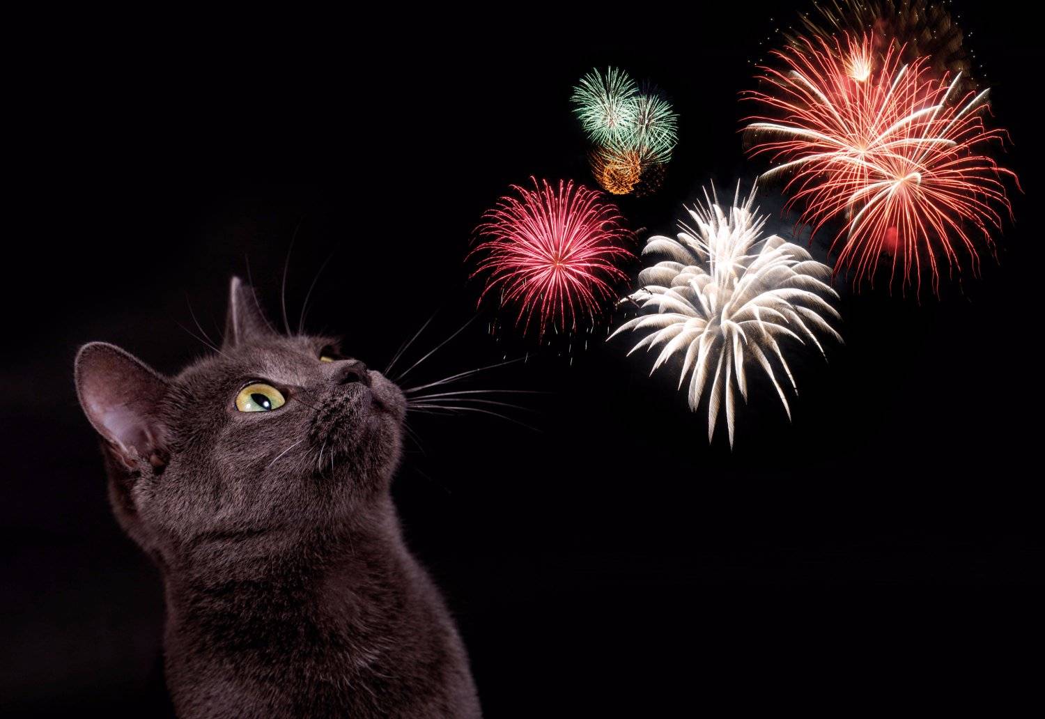 Tips for Helping Your Cat through the Fireworks Season - Katzenworld