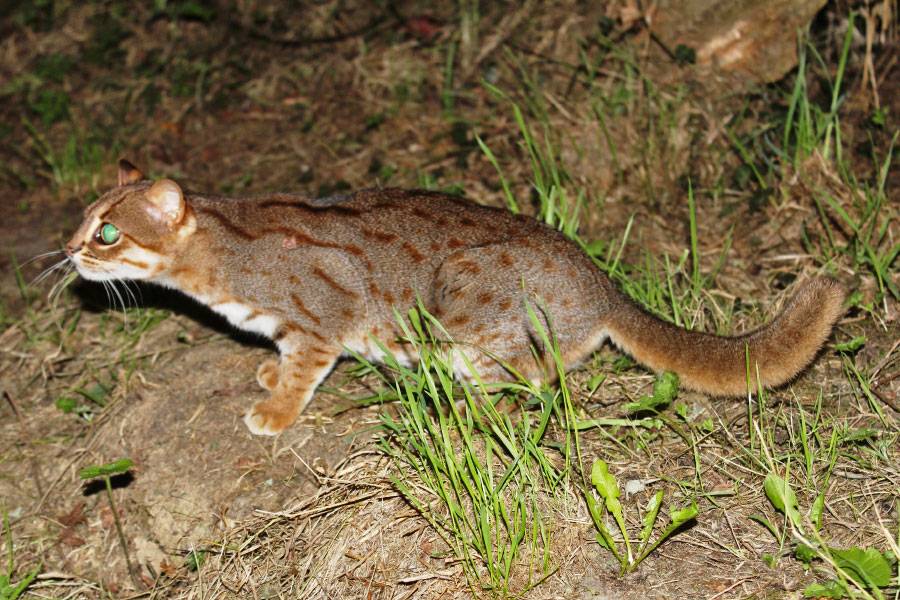 The Smallest Feline in the World – A Rusty-Spotted Cat - Katzenworld